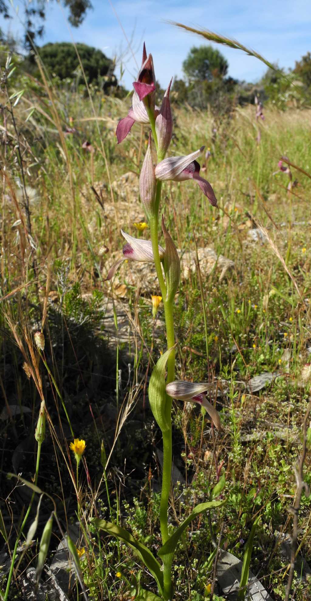 Serapias lingua e S. parviflora su isola di Caprera